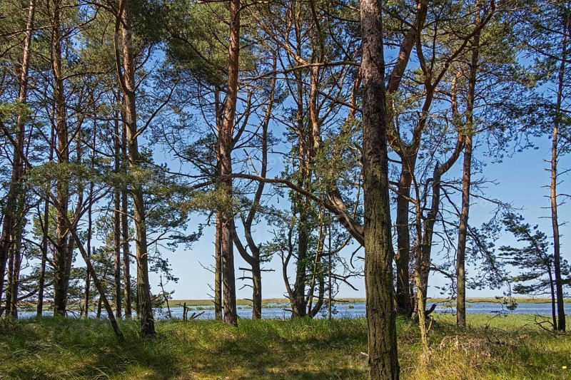 Dune forest, trees, pine trees, circular hiking trail, Darßer Ort, Born a. Darß, Mecklenburg-Vorpommern, Germany, Europe