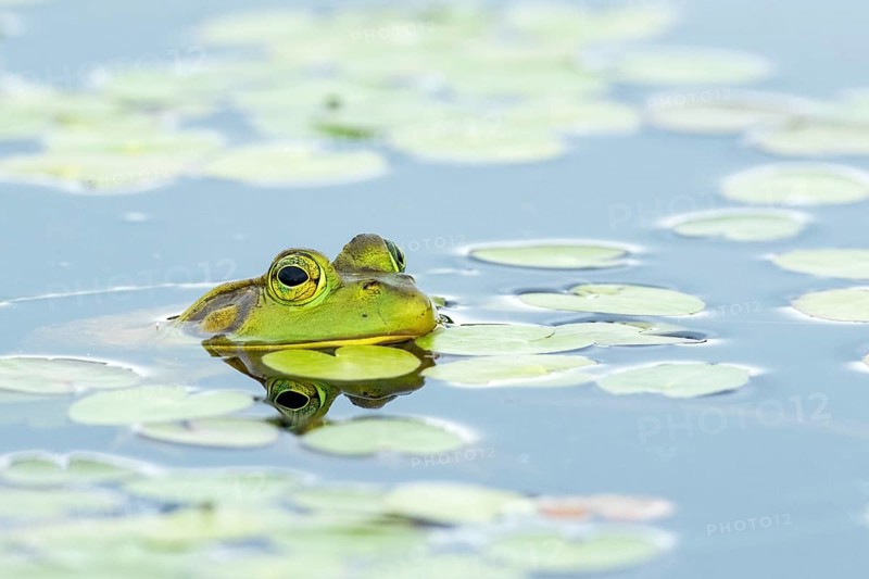 Bull frog. Lithobates catesbeianus, . Bull frog floating on a lake and warming up at the sun. La Mauricie national park. Province of Quebec. Canada