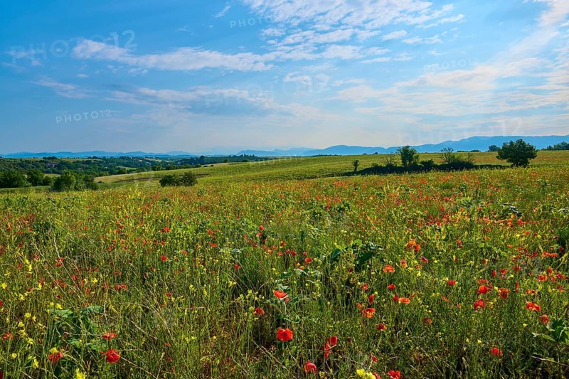 Flower meadow with poppies (Papaver), trees and mountains in the background, slightly overcast sky, summer, Valensole, Alpes-de-Haute-Provence, Provence-Alpes-Cote d'Azur, France, Europe