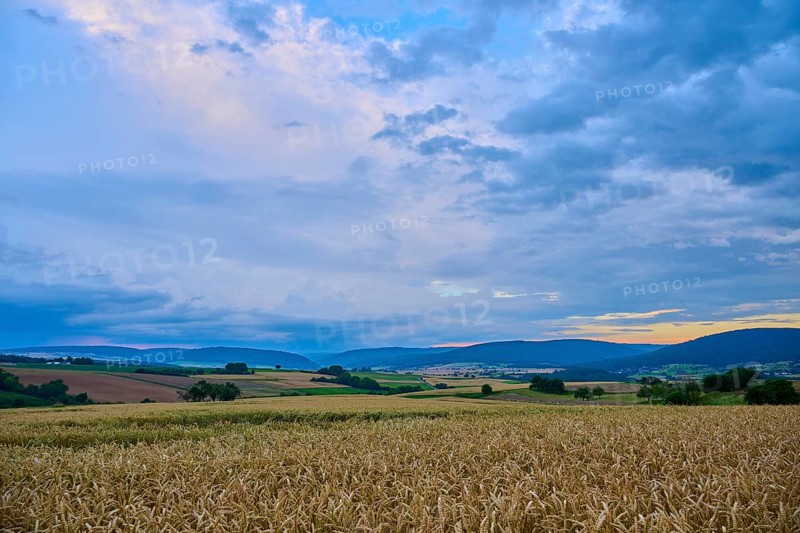 Wide wheat field (Triticum), in front of a hilly landscape under a cloudy sky at dusk, summer, Mönchberg, Miltenberg, Spessart, Bavaria, Germany, Europe