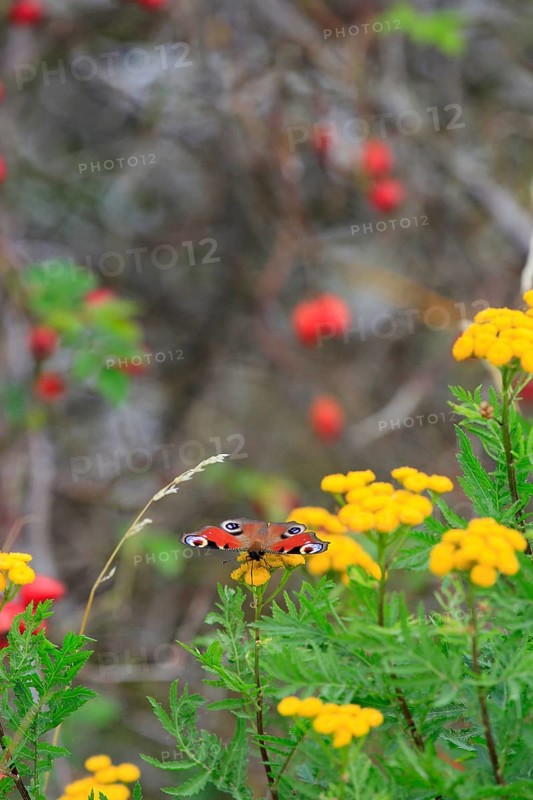 Peacock butterfly, September, Germany, Europe