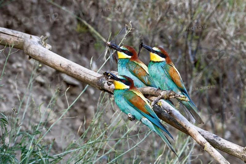 Bee-eater (Merops apiaster), three birds on the perch with insect in the beak, Salzlandkreis, Saxony-Anhalt, Germany, Three colourful birds sitting on a branch in a natural environment, Bee-eater (Merops apiaster), three birds on the perch with insect in the beak, Salzlandkreis, Saxony-Anhalt, Germany, Europe