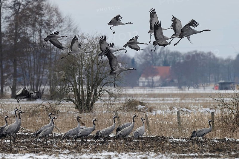 Cranes (grus grus) resting on their southbound migration while foraging in a harvested maize field in light snow, North Rhine-Westphalia, Germany, Europe