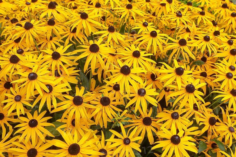 Yellow coneflower (Rudbeckia) Bed full of yellow flowering coneflowers, Greetsiel, East Frisia, North Sea Lower Saxony, Germany, Europe