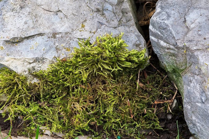 Close-up of Bryophyta, Green Moss plants growing in moist soil and on rock surface in summer, Quebec, Canada, North America