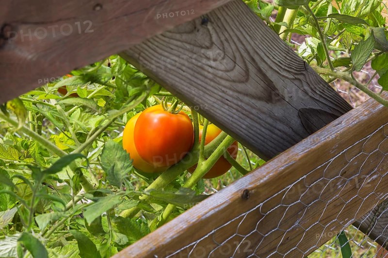 Close-up of Lycopersicon esculentum, Tomatoes growing in vegetable garden protected by wooden and chicken wire fence in summer, Quebec, Canada, North America