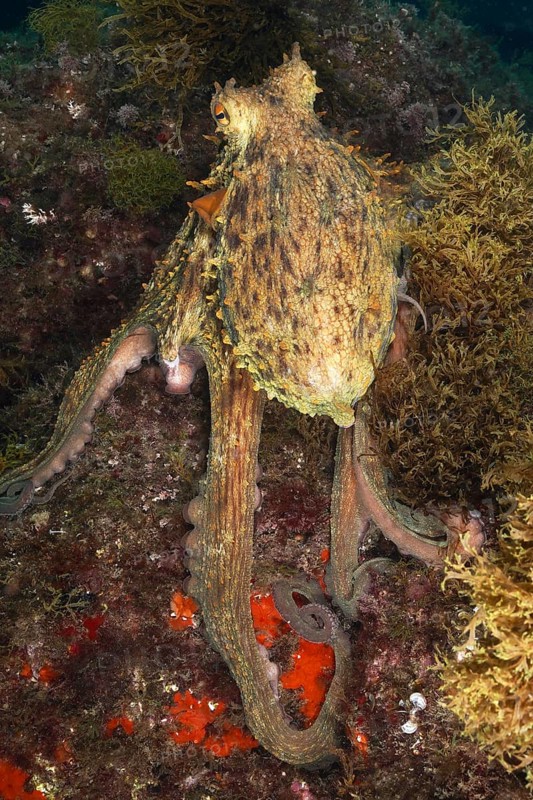 A Common Octopus (Octopus vulgaris), common octopus, in an underwater landscape surrounded by algae and seabed. Dive site Marine reserve Cap de Creus, Rosas, Costa Brava, Spain, Mediterranean Sea, Europe