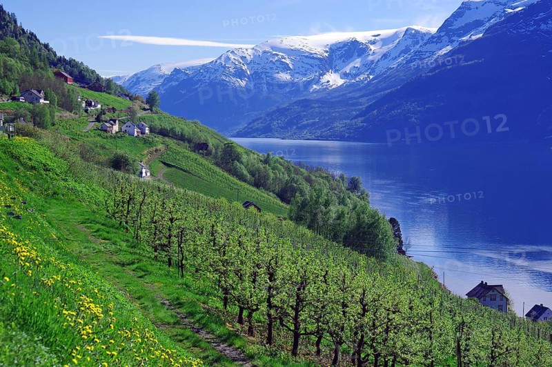 Fjord surrounded by snow-capped mountains and green hills with fruit trees, spring, fruit-growing area, Hardangerfjord, Fylke Vestland, Norway, Europe
