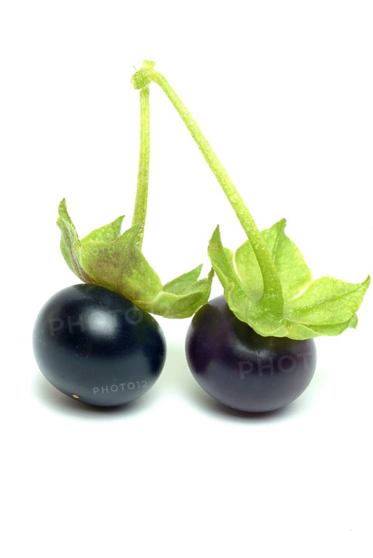 Food, fruit, black Jaltomata, Jaltomata procumbens is a plant species from the genus Jaltomata in the nightshade family