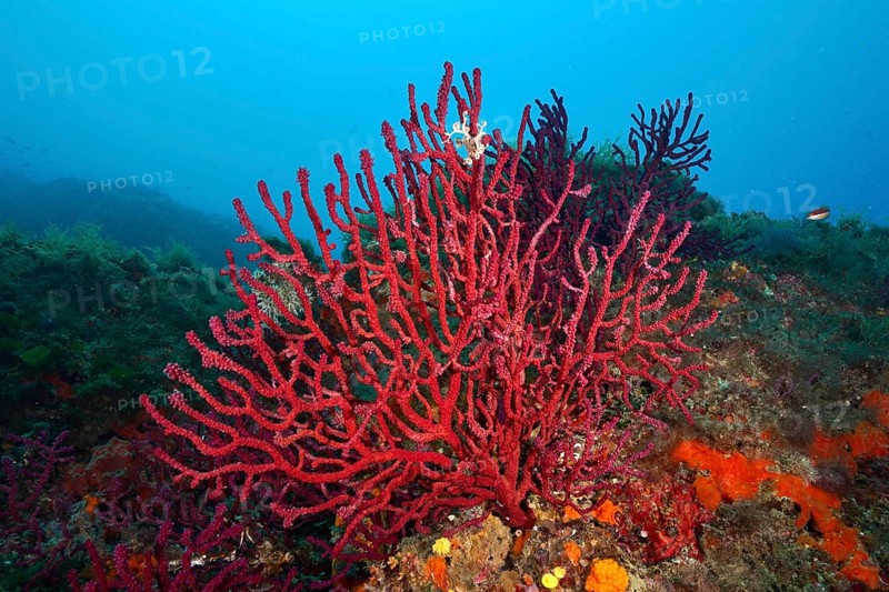 Deep blue water presents bright red, branching coral structures, Violescent sea-whip (Paramuricea clavata), in a lively underwater landscape. Dive site Marine reserve Cap de Creus, Rosas, Costa Brava, Spain, Mediterranean Sea, Europe
