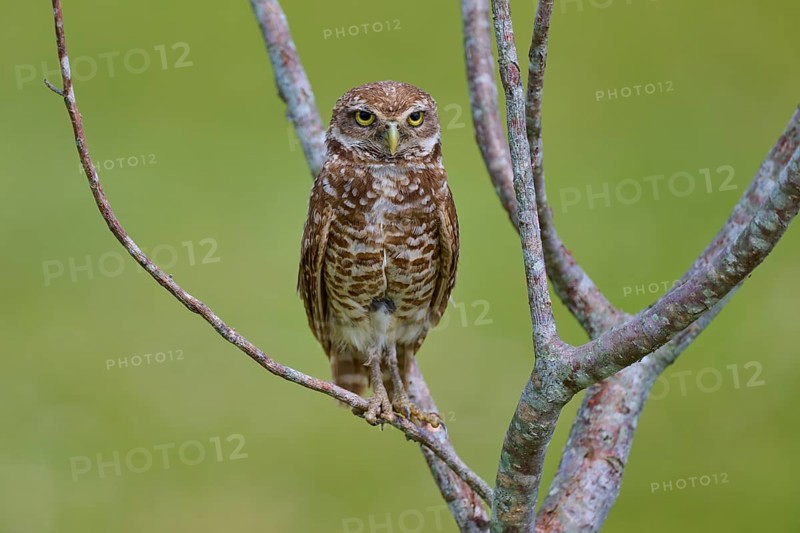 Burrowing owl (Speotyto cunicularia), sitting on a branch and observing the surroundings, Pembroke Pines, Florida, USA, North America