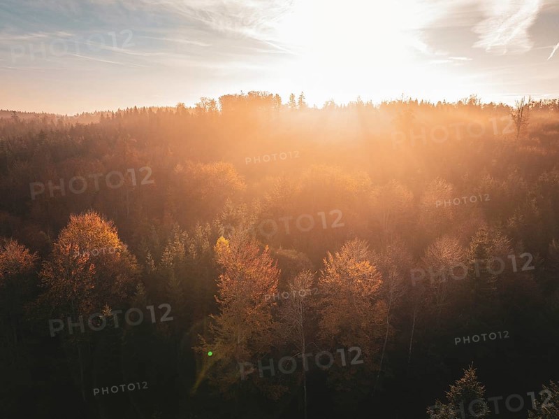 Autumn forest at sunset with golden light and colourful canopy of leaves under a bright sky, Gechingen, Black Forest, Germany, Europe