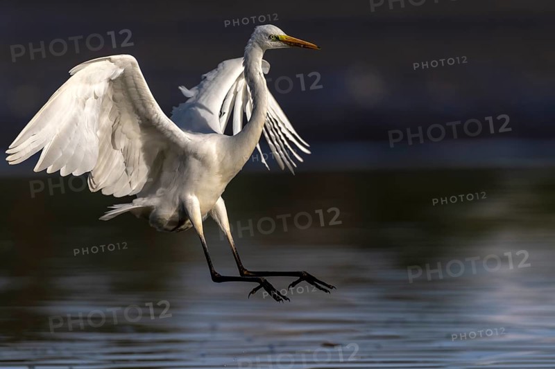 Great White Egret, (Ardea cinerea), landing in the shallows of a fish pond, Lusatia, Saxony