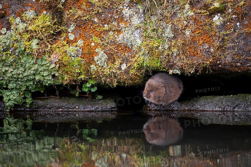Water vole (Arvicola amphibius) adult animal on the edge of a river bank, England, United Kingdom, Europe