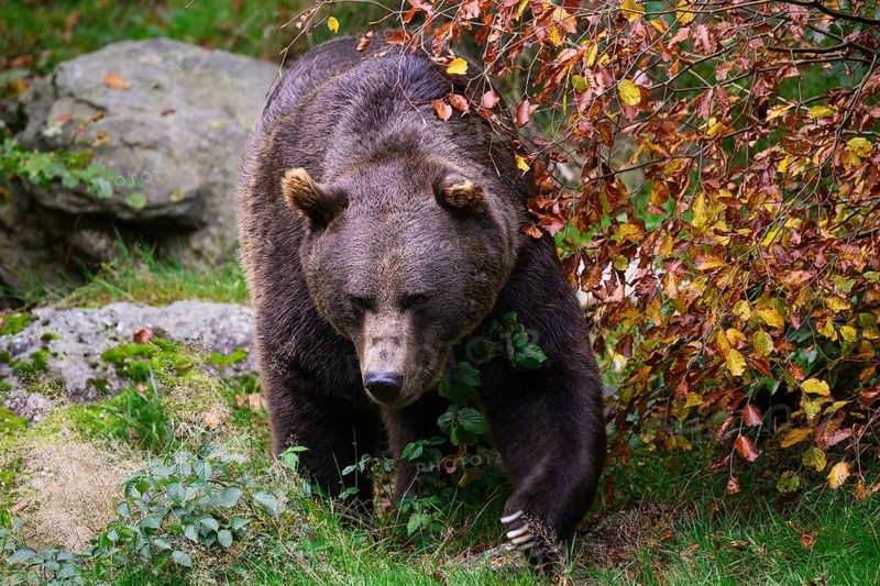 Brown bear (Ursus arctos) running across a meadow, captive, Neuschönau enclosure, Bavarian Forest National Park, Bavaria, Germany, Europe