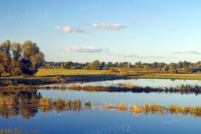 Calm water in a natural setting with trees on the shore and blue sky with a few clouds, flooded Elbe meadows, Elbe, Langendorf, Wendland, Lower Saxony, Germany, Europe