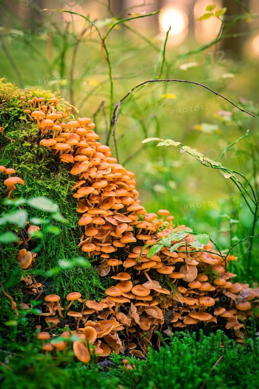 A large number of small brown mushrooms growing close together on a moss-covered tree trunk, Calw, Black Forest, Germany, Europe