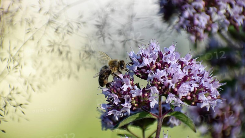 Bee on oregano (Origanum vulgare) in the garden, Bavaria, Germany, Europe