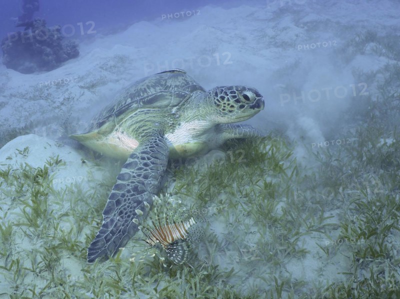 Green turtle (Chelonia mydas) with a ship's keeper (Remora remora), lying on seagrass, stirring up sand. Indian lionfish (Pterois miles) in the foreground. Dive site House Reef, Mangrove Bay, El Quesir, Red Sea, Egypt, Africa