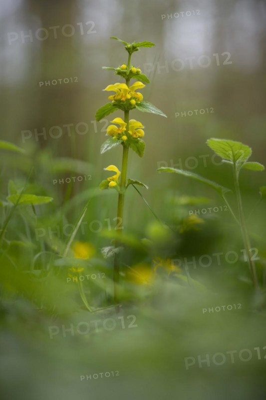Close-up of a common golden nettle (Galeobdolon luteum agg.), golden deadnettle, nature photograph, nature photo, portrait format, flora, diffuse light, Neustadt am Rübenberge, Lower Saxony, Germany, Europe