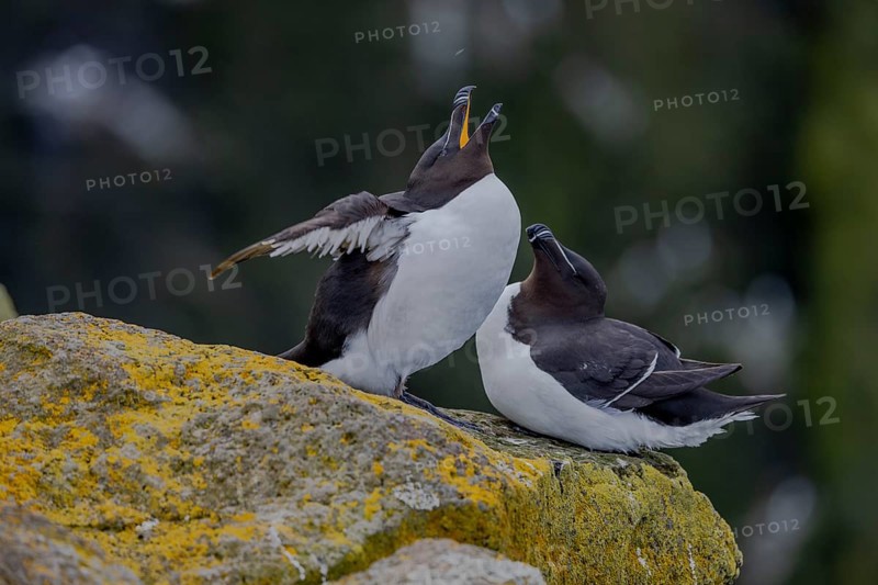 Razorbill (Alca torda), pair interacting with each other, Latrabjarg, Westfjords, Iceland, Europe