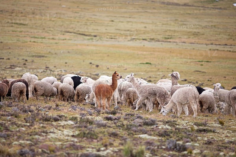 Alpacas (Vicugna pacos) in the Reserva Nacional de Salinas y Aguada Blanca, Province of Arequipa, Peru, South America