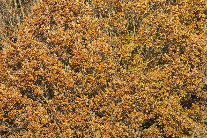 English oak (Quercus robur) tree with yellow leaves in the autumn, Suffolk, England, United Kingdom, Europe
