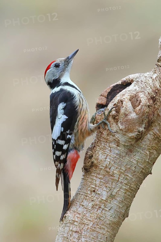 Middle spotted woodpecker (Dendrocopos medius) sitting on a branch, wildlife, winter, animals, birds, woodpeckers, Siegerland, North Rhine-Westphalia, Germany, Europe