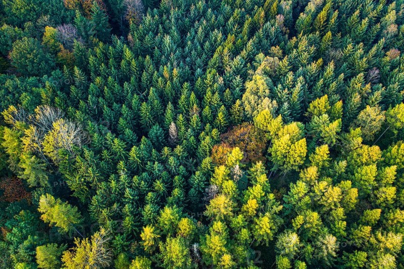 Forest in autumn in the Moorbach valley near Vechta, colouring, aerial view, forest, autumnal, Lower Saxony, Vechta, Germany, Europe