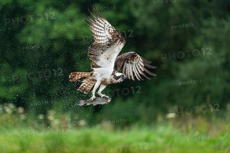 Western osprey (Pandion haliaetus) hunting with a trout, Aviemore, Scotland, Great Britain