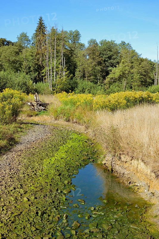 Arnsberg Forest, forest stream dried out by extreme heat and drought, goldenrod (Solidago) on the bank, inflorescence, Arnsberg Forest nature park Park, North Rhine-Westphalia, Germany, Europe