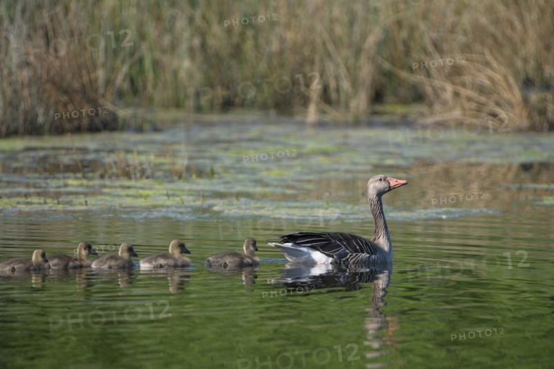 Greylag goose (Anser anser), adult bird with chicks, swimming, in a subsidence area, Bottrop, Ruhr area, North Rhine-Westphalia, Germany, Europe