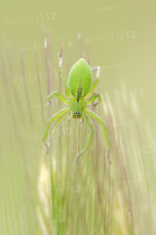 Green huntsman spider (Micrommata virescens), female, Provence, southern France