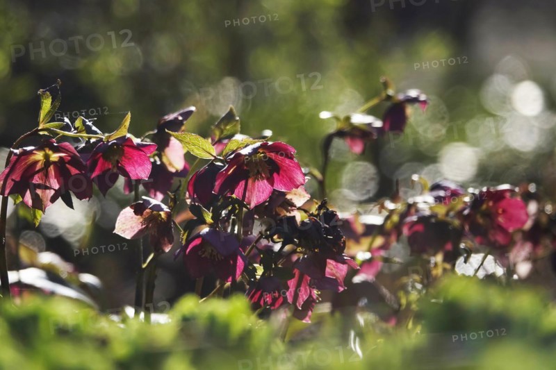 Lenzrosen (Helleborus orientalis), March, Germany, Europe
