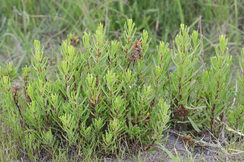 Salt Atlant (Limbarda crithmoides, Inula crithmoides), Camargue, Provence, Southern France
