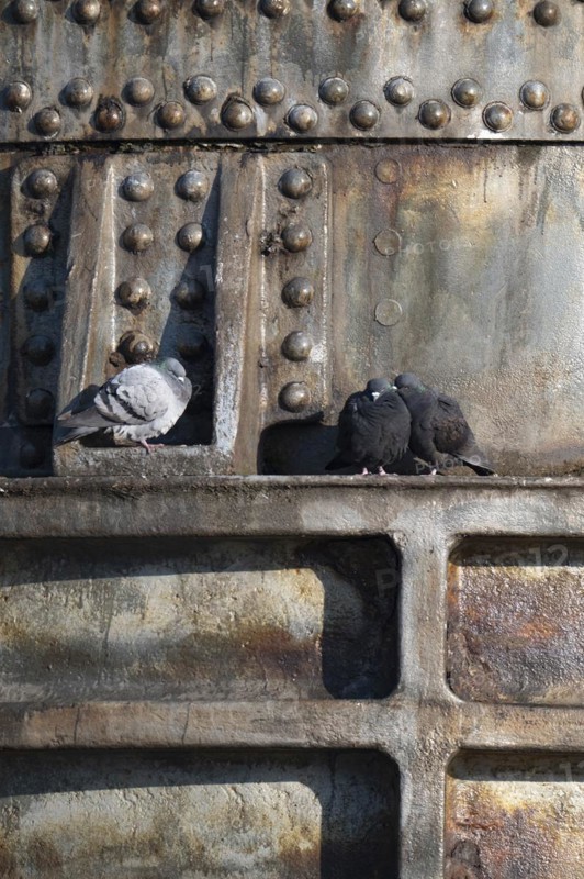 City pigeons, street doves (Columbidae) sitting on metal, Thomas converter or Thomas pear, monument, steel production, three animals, sleeping and cuddling, one pigeon away, Phoenix Lake, Dortmund, Germany, Europe