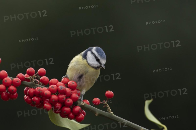 Blue tit (Cyanistes Caeruleus) adult bird on a Holly tree branch with red berries in winter, England, United Kingdom, Europe