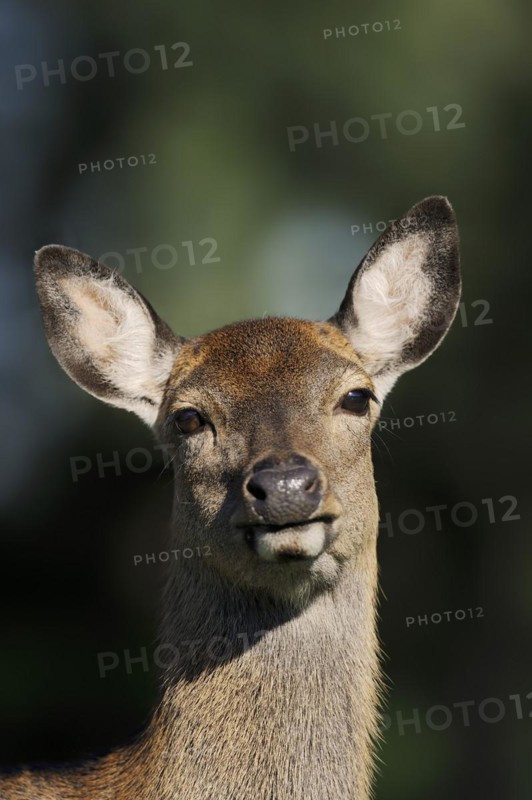 Manchurian sika deer (Cervus nippon hortulorum), female, portrait, captive, Germany, Europe