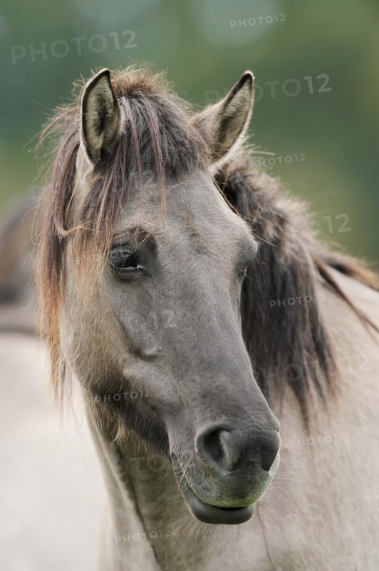 Dülmen wild horse, portrait, Merfelder Bruch, Dülmen, North Rhine-Westphalia, Germany, Europe