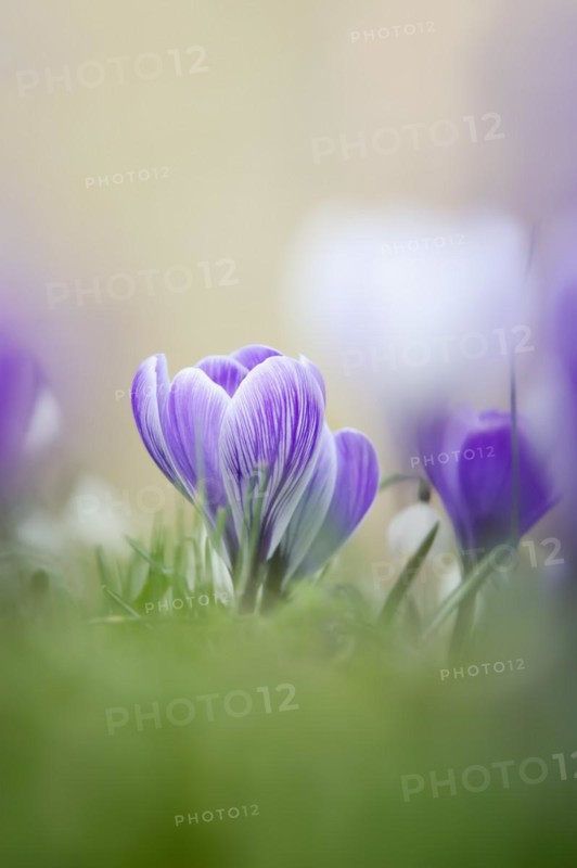 Flowering crocus (Crocus spec.) in spring, North Rhine-Westphalia, Germany, Europe