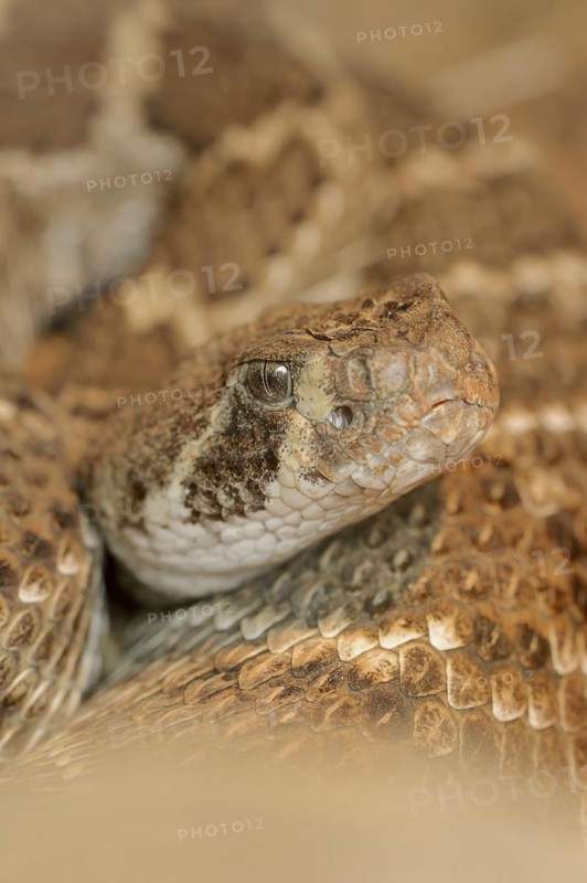 Texas rattlesnake or western diamondback rattlesnake (Crotalus atrox), captive, occurring in North America