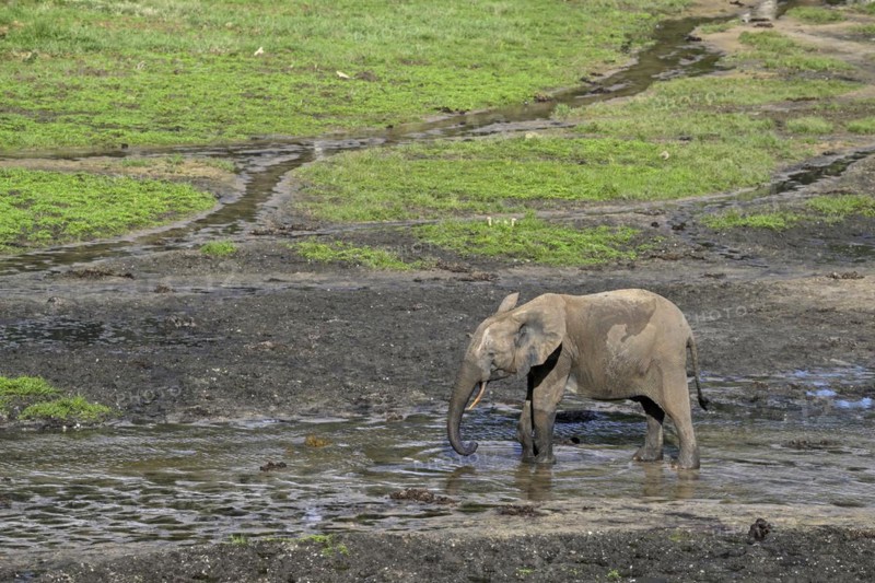 African forest elephant (Loxodonta cyclotis) in the Dzanga Bai forest clearing, Dzanga-Ndoki National Park, Unesco World Heritage Site, Dzanga-Sangha Complex of Protected Areas (DSPAC), Sangha-Mbaéré Prefecture, Central African Republic, Africa