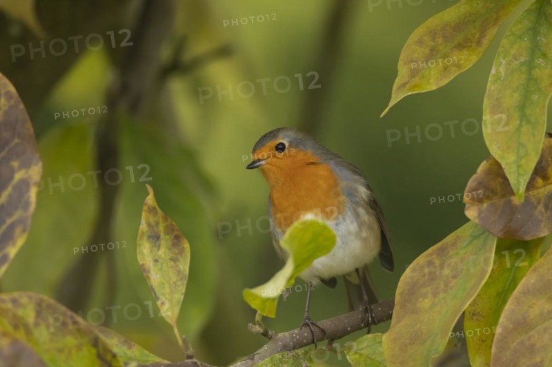 European robin (Erithacus rubecula) adult bird amongst autumn leaves of a garden Magnolia tree, Suffolk, England, United Kingdom, Europe