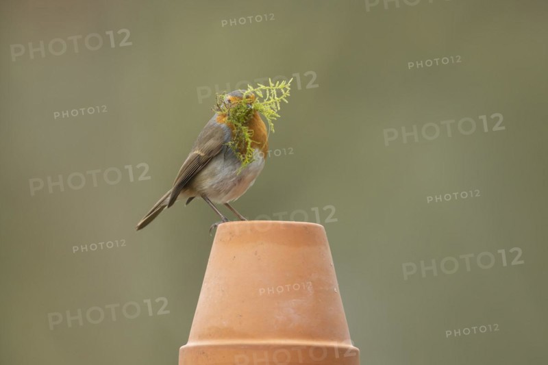 European robin (Erithacus rubecula) adult bird on a garden flower pot with nesting material in its beak, Suffolk, England, United Kingdom, Europe