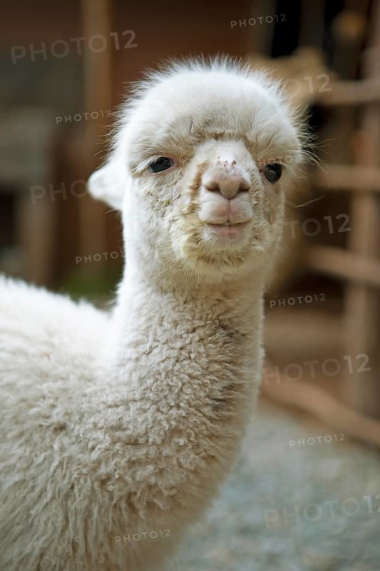 Alpaca (Vicugna pacos), young animal, woman's cooperative Comunidad de Mujeres Andinas, Chinchero, Cusco region, Peru, South America