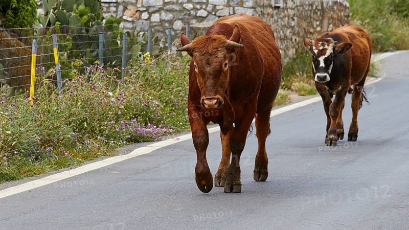 A cow and her calf walking along the vegetation on a tarmac road, farm animals, Mani Peninsula, Peloponnese, Greece, Europe