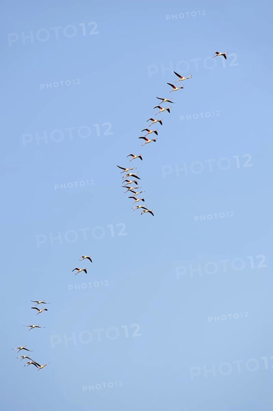 Greater flamingos (Phoenicopterus roseus) flying, Camargue, Provence, southern France