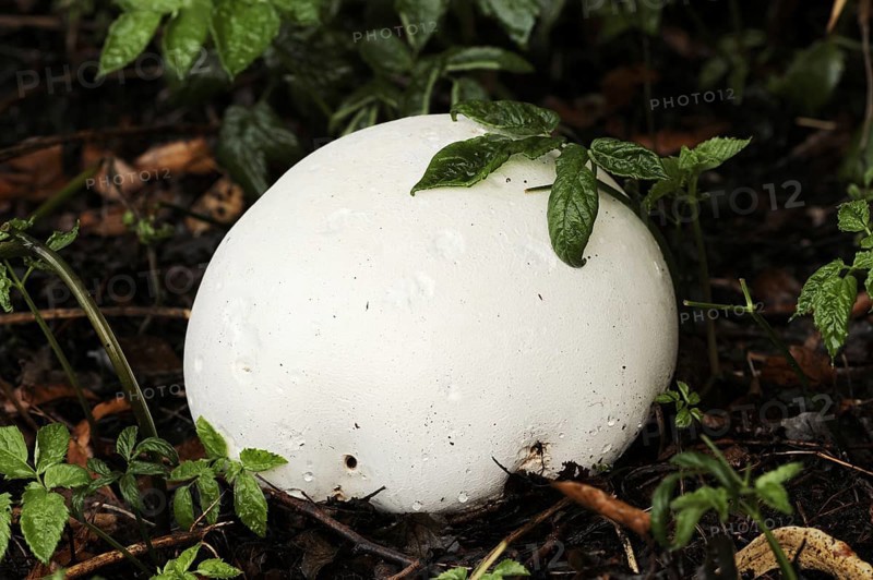 Giant puffball (Langermannia gigantea, Calvatia gigantea), North Rhine-Westphalia, Germany, Europe