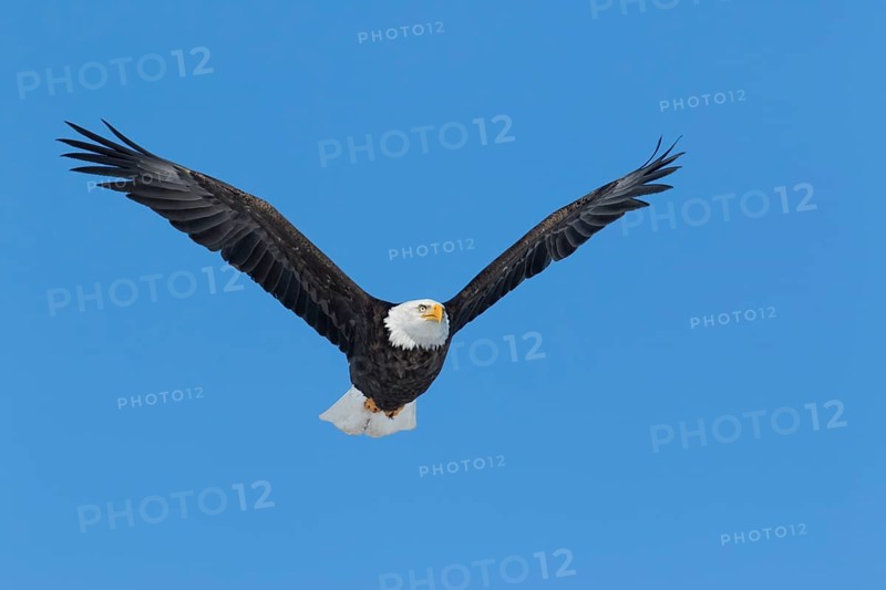 Adult bald eagle (Haliaeetus leucocephalus) flying under a blue sky. Region of Lanaudiere. province of Quebec. Canada