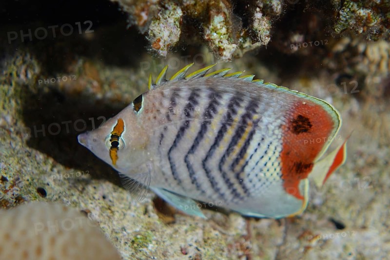 Eritrean butterflyfish (Chaetodon paucifasciatus), dive site Gordon Reef, Strait of Tiran, Sinai, Egypt, Red Sea, Africa